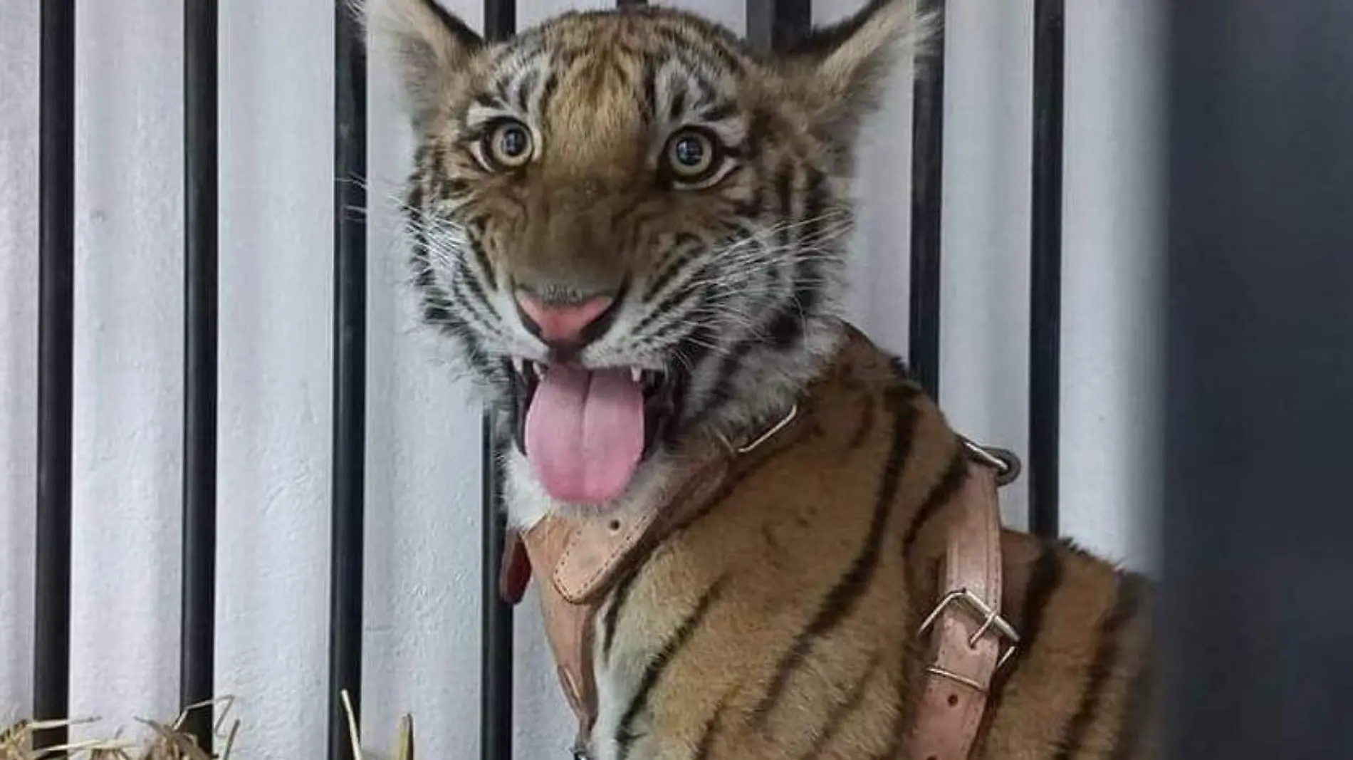 cachorro de tigre